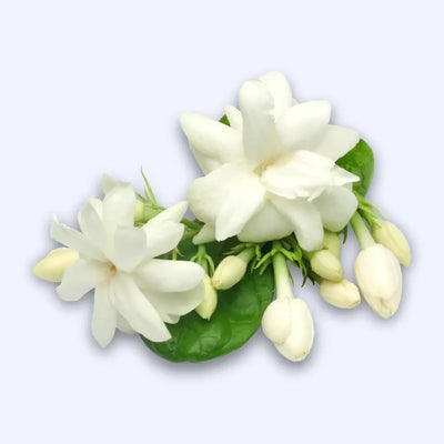 Jasmine Extract