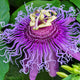 Passionflower Extract (400mg)