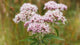 Valerian Root Extract (600mg)